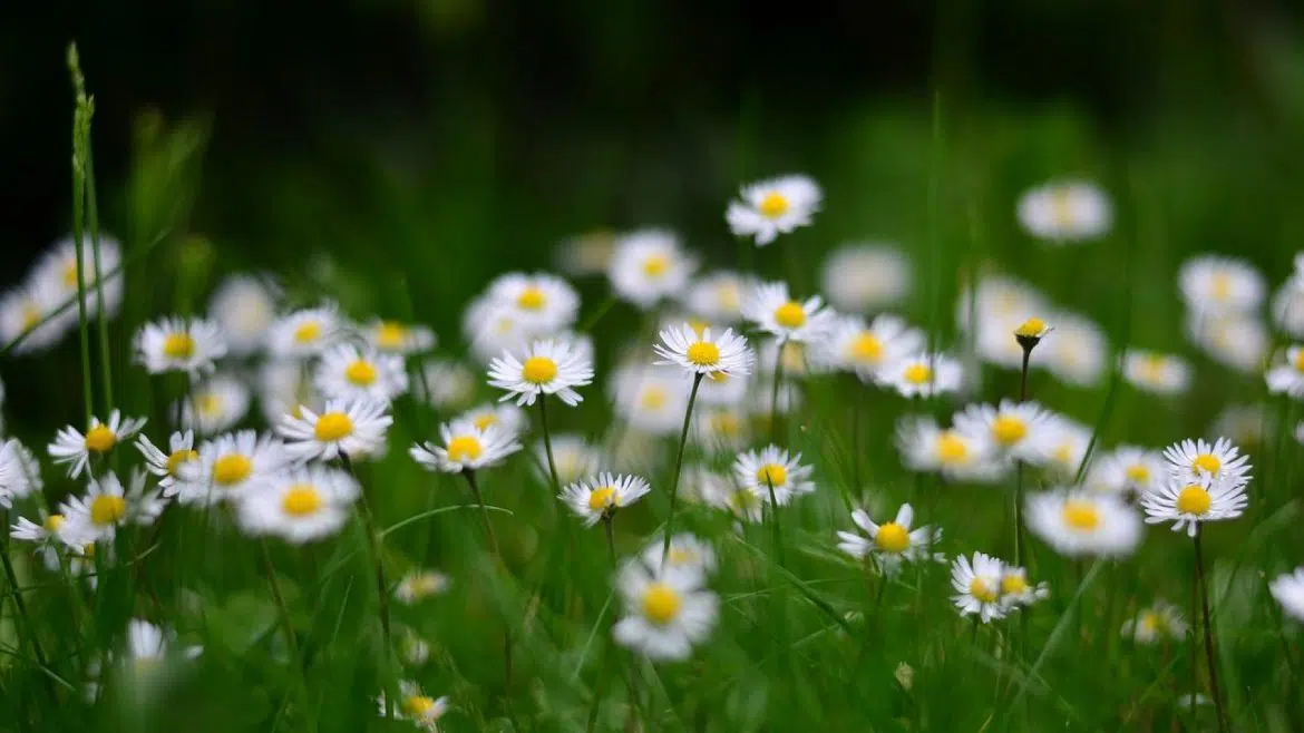 Comment installer son salon de jardin ?