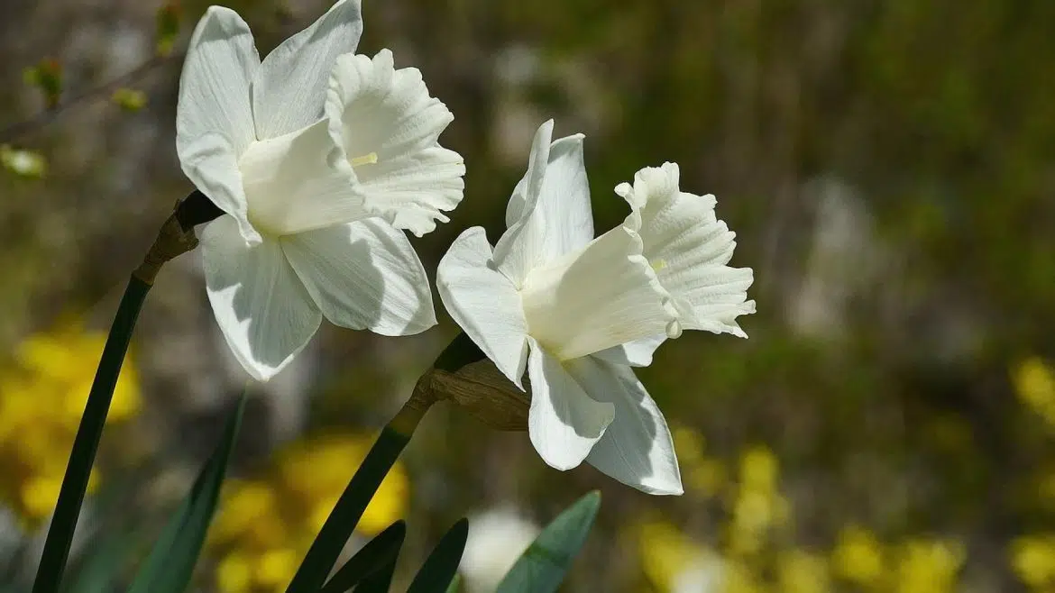 Fleurs blanches parfumées : d' excellentes senteurs pour votre intérieur